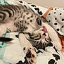 kitten, cat, stretching, tongue_out, paw, bed, blanket, polka_dots, cow_print, fur, cute, sleepy, indoor, pet, animal, tabby, whiskers, claws, relaxed, young_cat