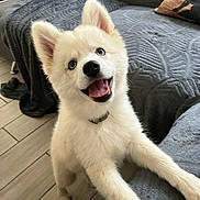 Ace a rejoint le concours — aidez-le/la à gagner de superbes lots ! puppy, dog, white_fur, blue_eyes, happy, tongue_out, indoors, couch, blanket, floor, playful, pet, fur, ears, smiling, young_dog, collar, home, cute, animal