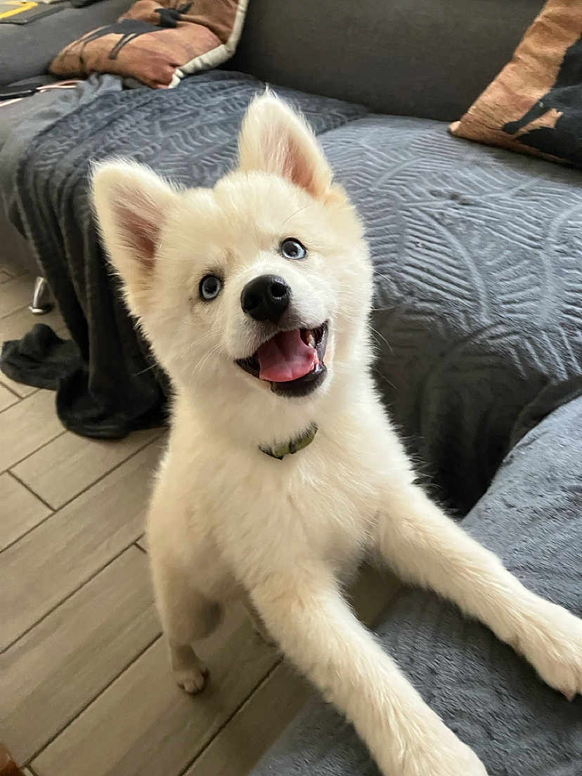 Ace a rejoint le concours — aidez-le/la à gagner de superbes lots ! puppy, dog, white_fur, blue_eyes, happy, tongue_out, indoors, couch, blanket, floor, playful, pet, fur, ears, smiling, young_dog, collar, home, cute, animal