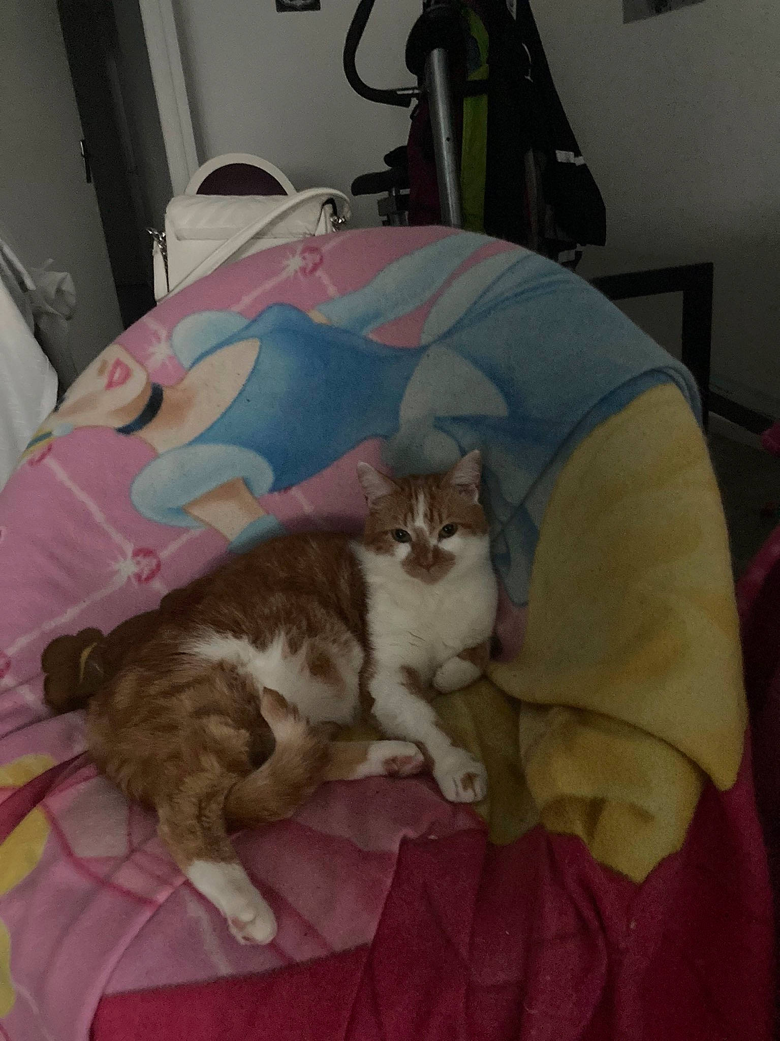 Cookie participe au concours pour gagner de l'argent avec cette photo : bed, bed_sheet, bedding, carnivore, cat, cat_supply, comfort, companion_dog, domestic_short_haired_cat, duvet, fawn, felidae, fur, hardwood, linens, picture_frame, room, small_to_medium_sized_cats, tail, whiskers