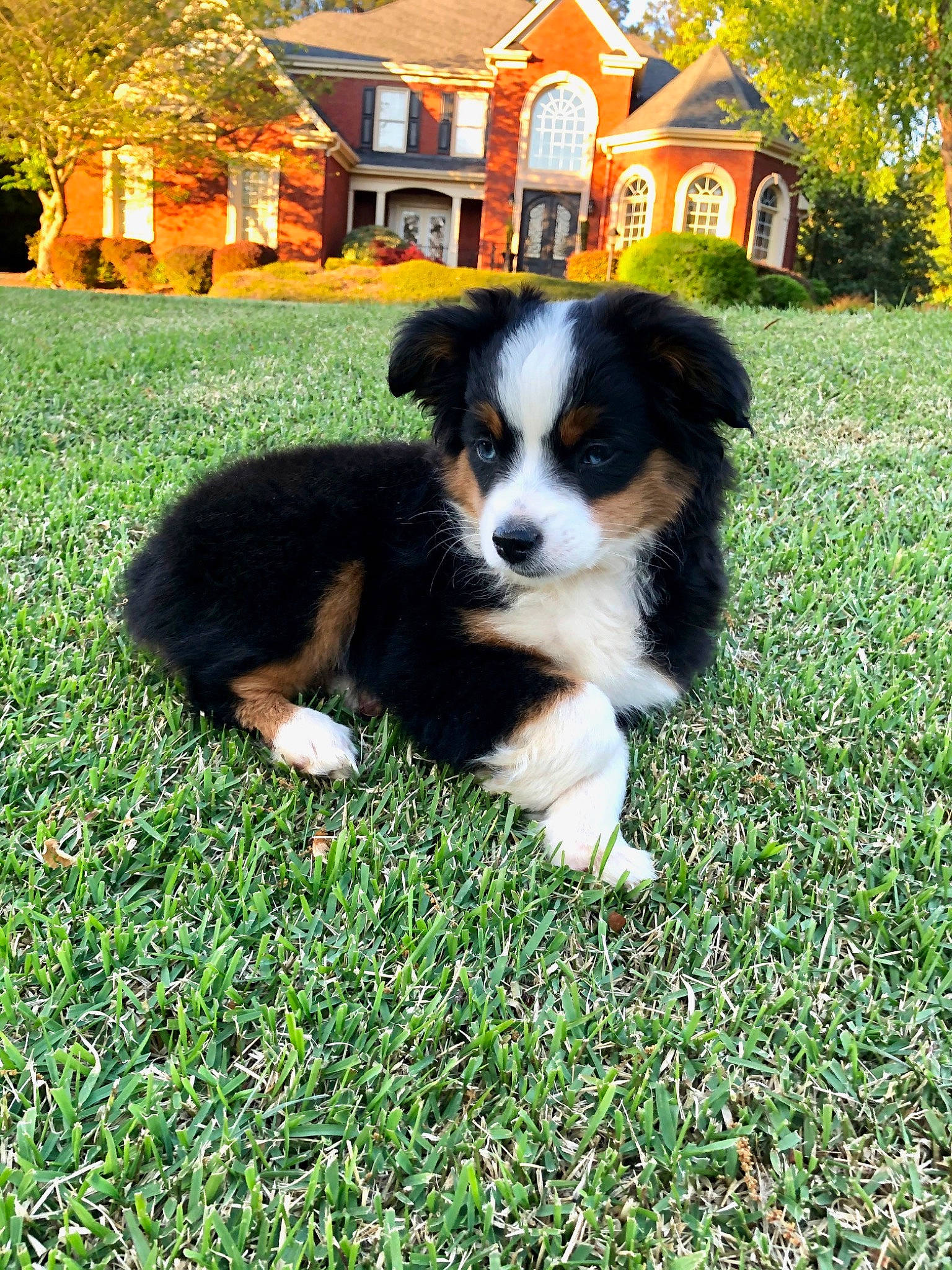 Layla joined the competition — help win amazing prizes! appenzeller_sennenhund, australian_collie, australian_shepherd, bernese_mountain_dog, border_collie, canidae, carnivore, companion_dog, dog, dog_breed, english_shepherd, herding_dog, mammal, miniature_australian_shepherd, puppy, rare_breed_dog, sporting_group, vertebrate, welsh_sheepdog, working_dog