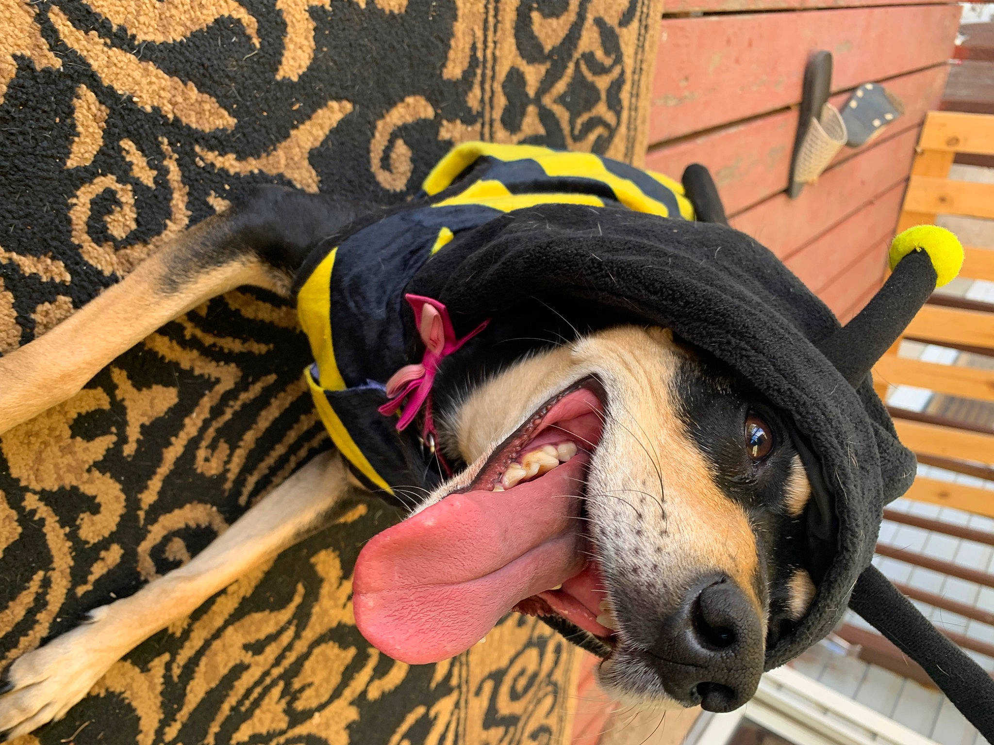 Honey Bee joined the competition — help win amazing prizes! canidae, carnivore, collar, companion_dog, dog, dog_breed, dog_clothes, dog_supply, fang, fawn, fur, guard_dog, leash, pattern, pet_supply, smile, snout, sporting_group, working_animal, working_dog