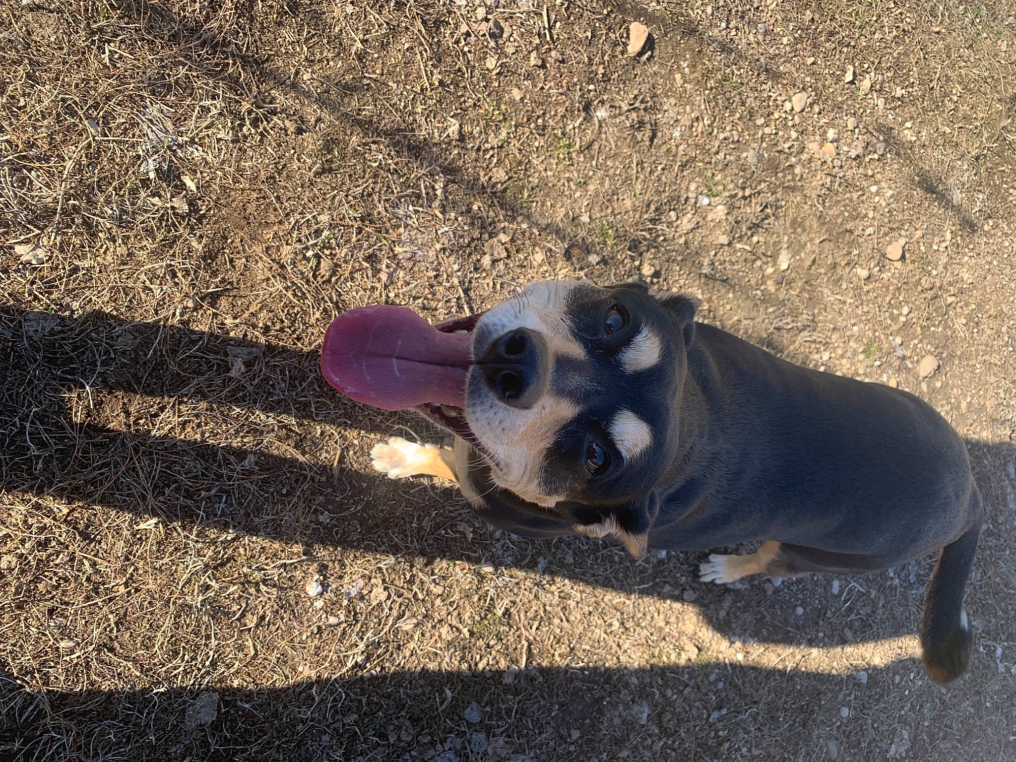 Honey Bee joined the competition — help win amazing prizes! asphalt, carnivore, companion_dog, dog_breed, electric_blue, eyewear, fawn, grass, human_leg, road, road_surface, sidewalk, snout, soil, tail, tar, terrestrial_animal, tints_and_shades, toy, working_animal