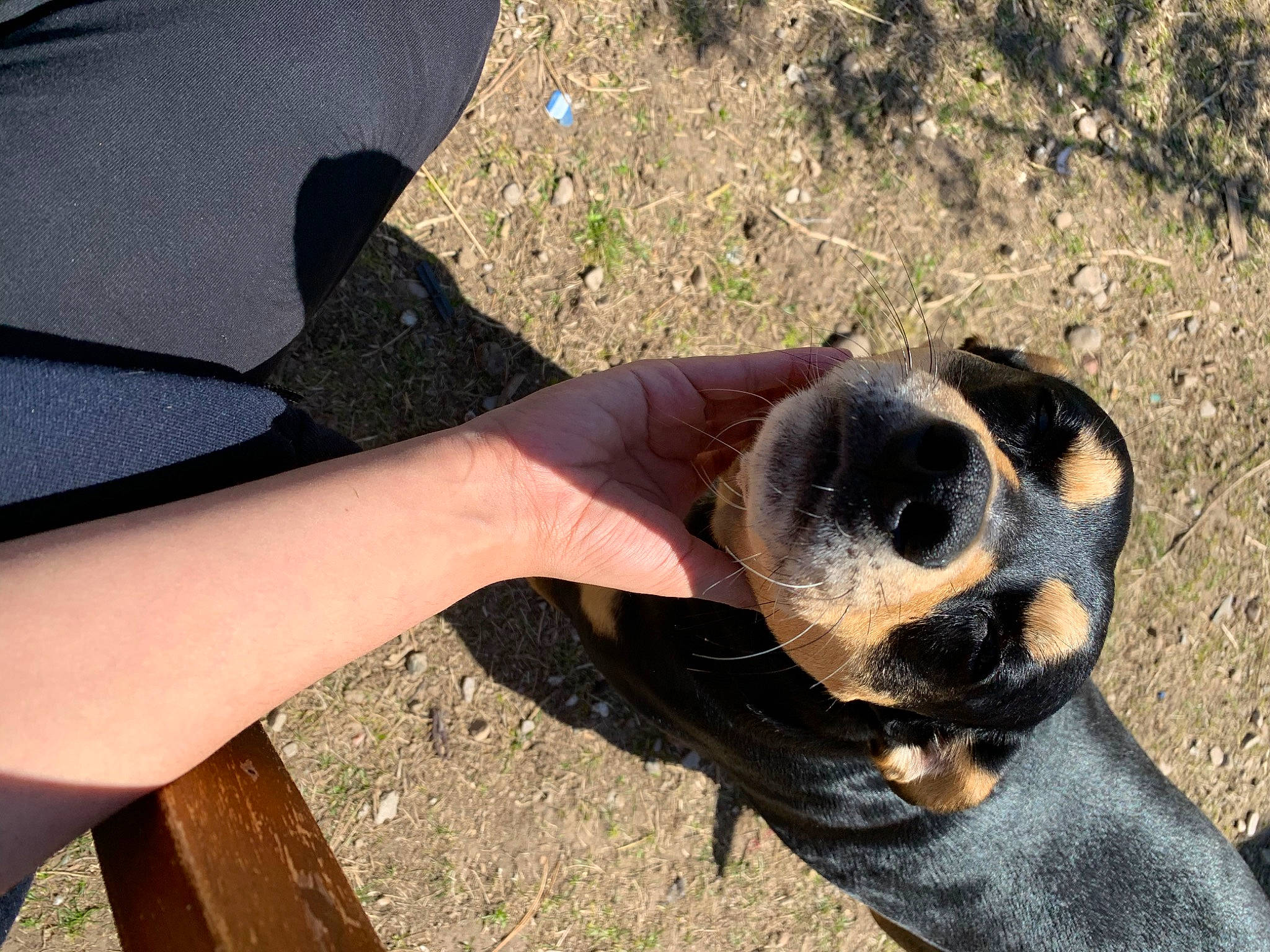 Honey Bee is registered to the contest to win money with this photo: barefoot, foot, grass, human_leg, nail, paw, personal_protective_equipment, rock, soil, terrestrial_animal, thumb, toe, wildlife, wood, wrist