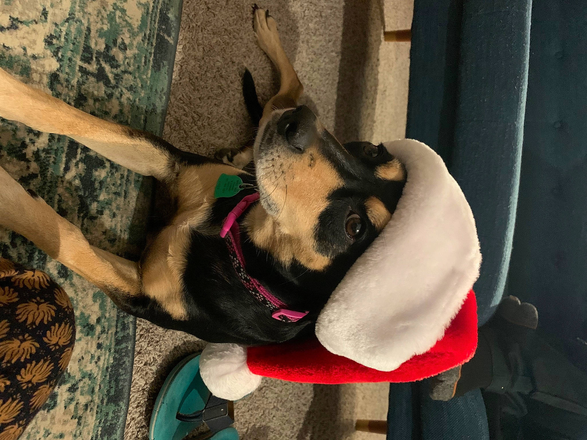 Honey Bee joined the competition — help win amazing prizes! canidae, carnivore, collar, comfort, companion_dog, dog, dog_breed, dog_collar, dog_supply, east_european_shepherd, fawn, foot, fur, non_sporting_group, paw, pet_supply, snout, sporting_group, working_animal