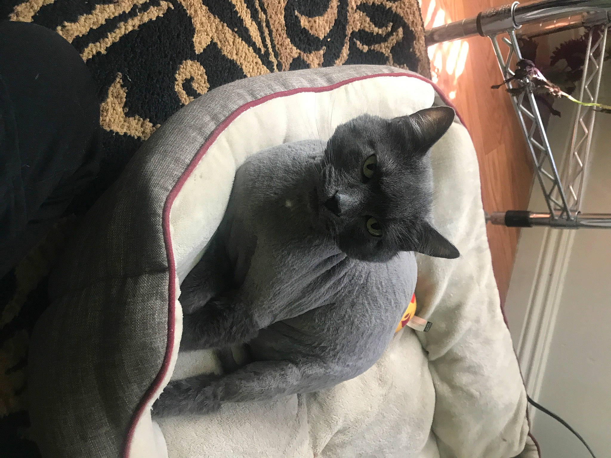 Aiko is registered to the contest to win money with this photo: bag, bedding, black_cat, bombay, carmine, carnivore, cat, comfort, domestic_short_haired_cat, felidae, fur, grey, linens, pattern, pillow, room, sleeve, small_to_medium_sized_cats, tail, whiskers