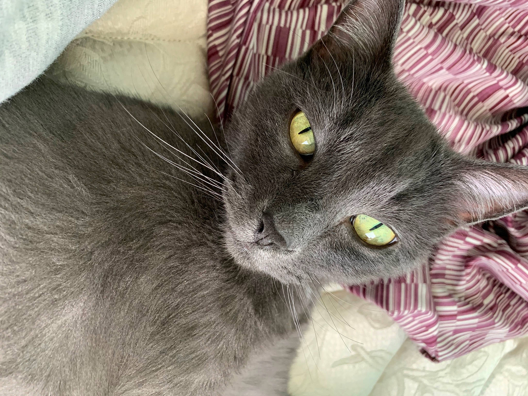 Aiko joined the competition — help win amazing prizes! black_cat, carnivore, cat, cat_supply, chartreux, claw, domestic_short_haired_cat, felidae, fur, grey, havana_brown, paw, russian_blue, small_to_medium_sized_cats, snout, tail, whiskers