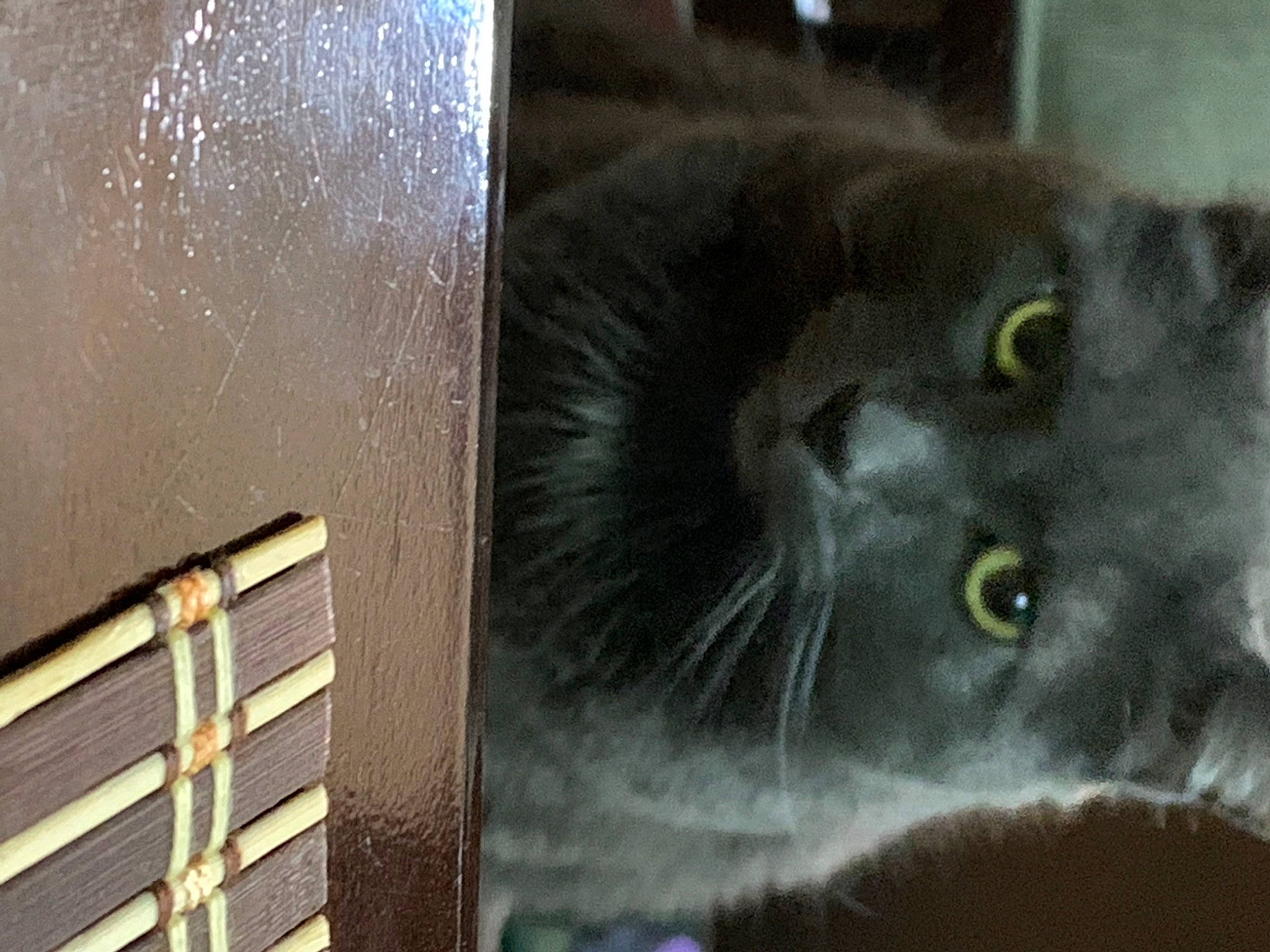 Aiko joined the competition — help win amazing prizes! black_cat, carnivore, cat, domestic_short_haired_cat, felidae, fur, grey, metal, pet_supply, russian_blue, small_to_medium_sized_cats, snout, terrestrial_animal, tints_and_shades, whiskers, window, wood