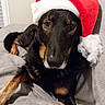 black_and_tan, blanket, brown_eyes, christmas, close_up, cozy, cute, dog, festive, floppy_ears, fur, holiday, indoors, lying_down, pet, photography, portrait, santa_hat, serious_expression, winter