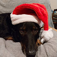 Pakkun a rejoint le concours — aidez-le/la à gagner de superbes lots ! black_and_tan, blanket, christmas, close_up, couch, cozy, dog, eyes, face, fluffy, holiday, indoor, lying_down, nose, pet, portrait, red, santa_hat, sleepy, white