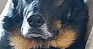 Pakkun participe au concours pour gagner de l'argent avec cette photo : animal, black_dog, blanket, close_up, cushion, dog, ears, eyes, face, fluffy, fur, home, indoors, looking_at_camera, muzzle, nose, portrait, serious, short_hair, tan_markings