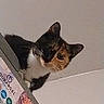 cat, calico_cat, pet, animal, feline, whiskers, ears, eyes, black_and_white, orange fur, sitting, looking_down, curious, indoor, shelf, package, wall, portrait, close_up, tilted_composition