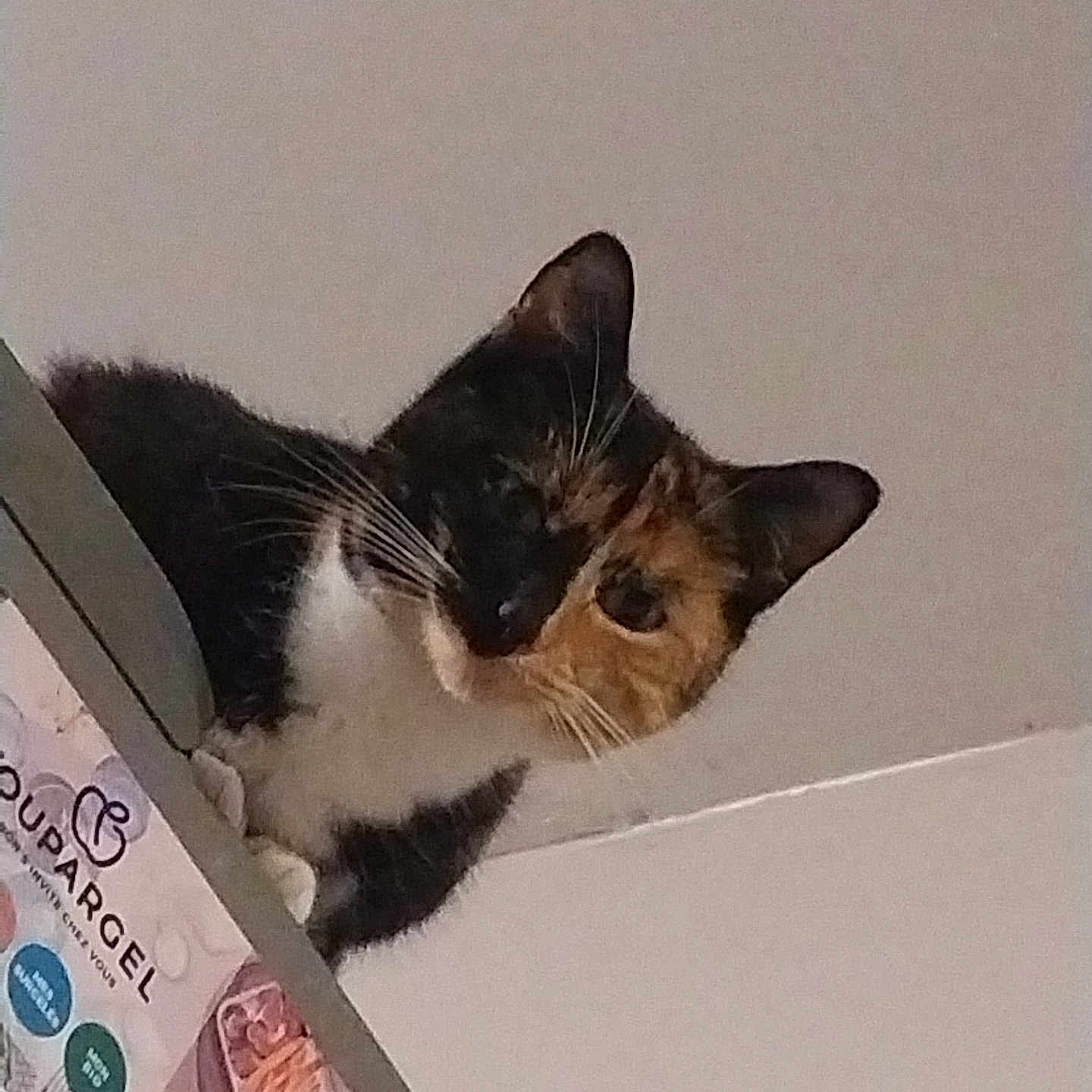 Coco