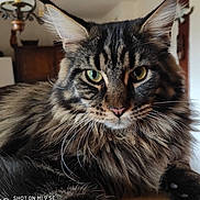 Aslan a rejoint le concours — aidez-le/la à gagner de superbes lots ! cat, tabby_cat, fluffy, close_up, portrait, green_eyes, whiskers, indoor, feline, pet, animal, fur, ears, home, cozy, relaxed, looking_at_camera, muzzle, long_hair, domestic_cat