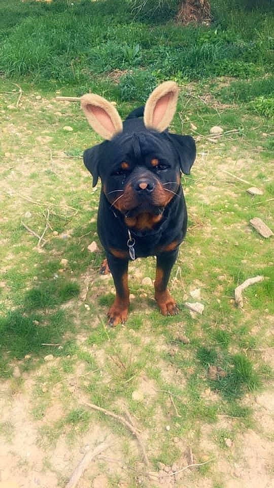 Reïki participe au concours pour gagner de l'argent avec cette photo : canidae, carnivore, companion_dog, dog, dog_breed, fawn, grass, guard_dog, hunting_dog, plant, snout, sporting_group, tail, terrestrial_animal, toy_dog, working_animal, working_dog