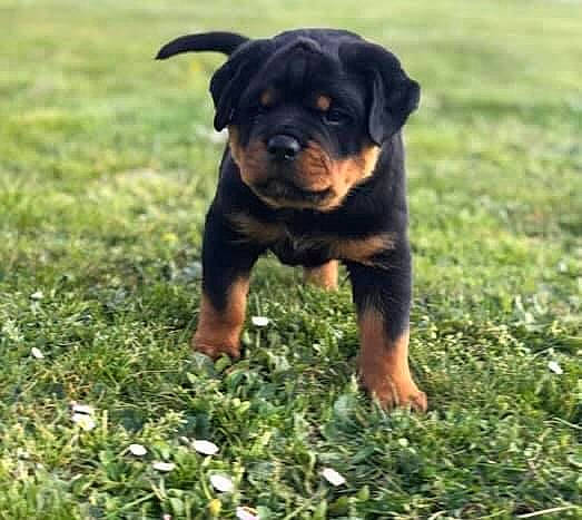 Reïki participe au concours pour gagner de l'argent avec cette photo : canidae, carnivore, companion_dog, dog, dog_breed, fawn, grass, grassland, groundcover, guard_dog, lawn, molosser, plant, puggle, rottweiler, terrestrial_animal, toy_dog, whiskers, working_animal, working_dog