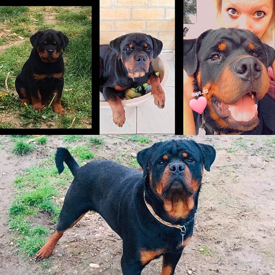 Reïki participe au concours pour gagner de l'argent avec cette photo : art, black, carnivore, circle, collar, companion_dog, dog, dog_breed, dog_collar, hunting_dog, liver, mammal, pet_supply, rottweiler, sharing, snout, sporting_group, vertebrate, working_animal, working_dog