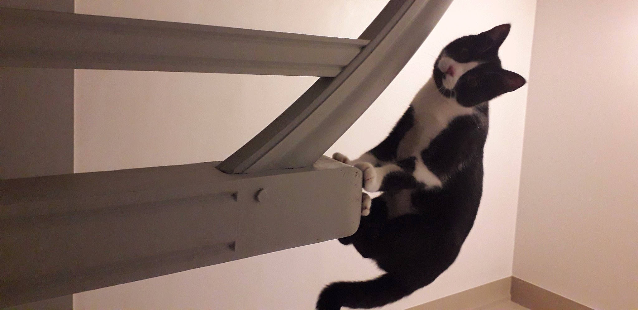 Felix a rejoint le concours — aidez-le/la à gagner de superbes lots ! carnivore, cat, comfort, domestic_short_haired_cat, eyewear, felidae, fur, hardwood, mammal, monochrome_photography, pet_supply, room, shadow, small_to_medium_sized_cats, stairs, tail, tints_and_shades, vertebrate, whiskers, wood