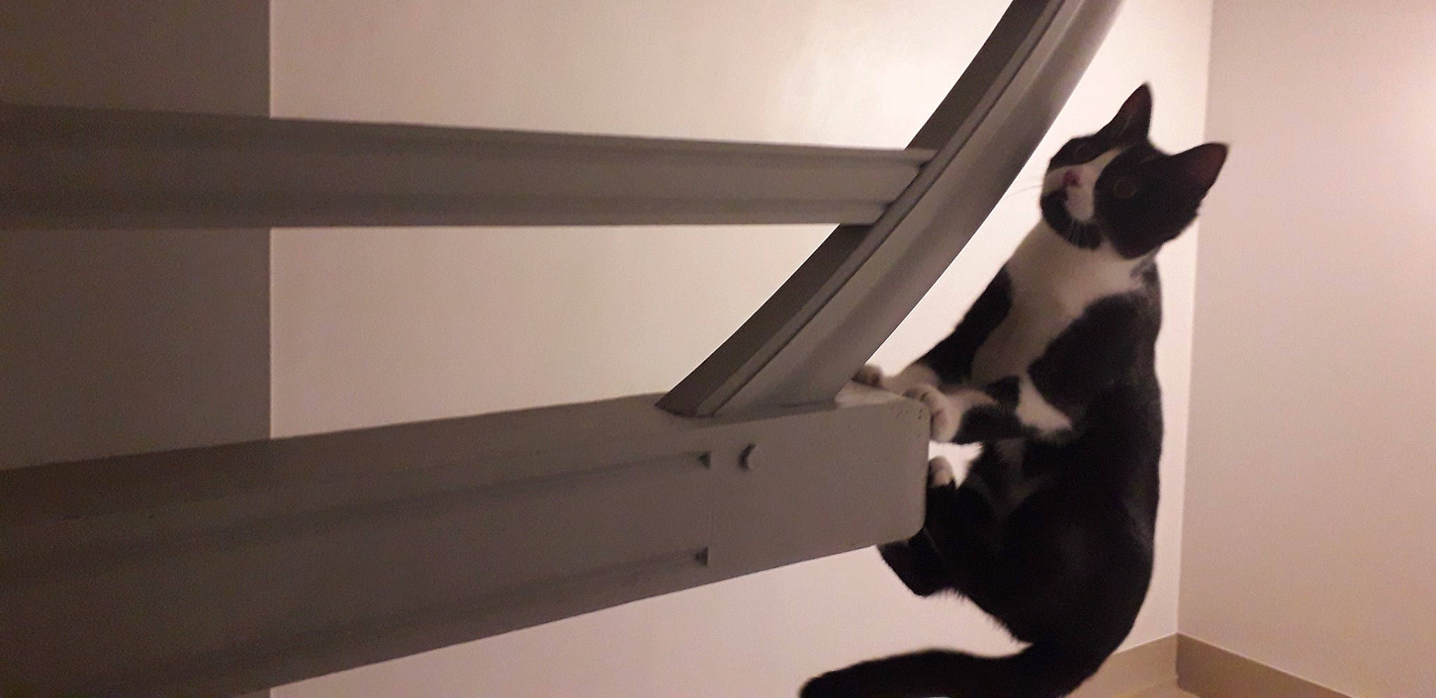 Felix participe au concours pour gagner de l'argent avec cette photo : carnivore, cat, ceiling, comfort, domestic_short_haired_cat, felidae, fur, hardwood, monochrome, monochrome_photography, plaster, room, shadow, small_to_medium_sized_cats, stairs, tail, tints_and_shades, whiskers, window, wood