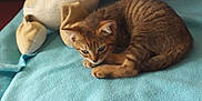 Louna participe au concours pour gagner de l'argent avec cette photo : kitten, cat, stuffed_toy, plush, blanket, couch, red, blue, striped, pet, animal, sleeping, cozy, indoor, soft, comfort, feline, resting, toy, home