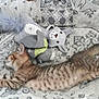 kitten, tabby, cat, sleeping, cushion, stuffed_toy, indoor, pet_bed, cozy, relaxed, feline, animal, patterned, soft_toy, resting, cute, domestic_cat, furry, young_cat, sleep