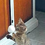 kitten, cat, indoor, tile_floor, wooden_cabinet, playing, paw, small_animal, pet, curious, young, feline, domestic_cat, blurry, standing, reaching, toy, floor, home, object