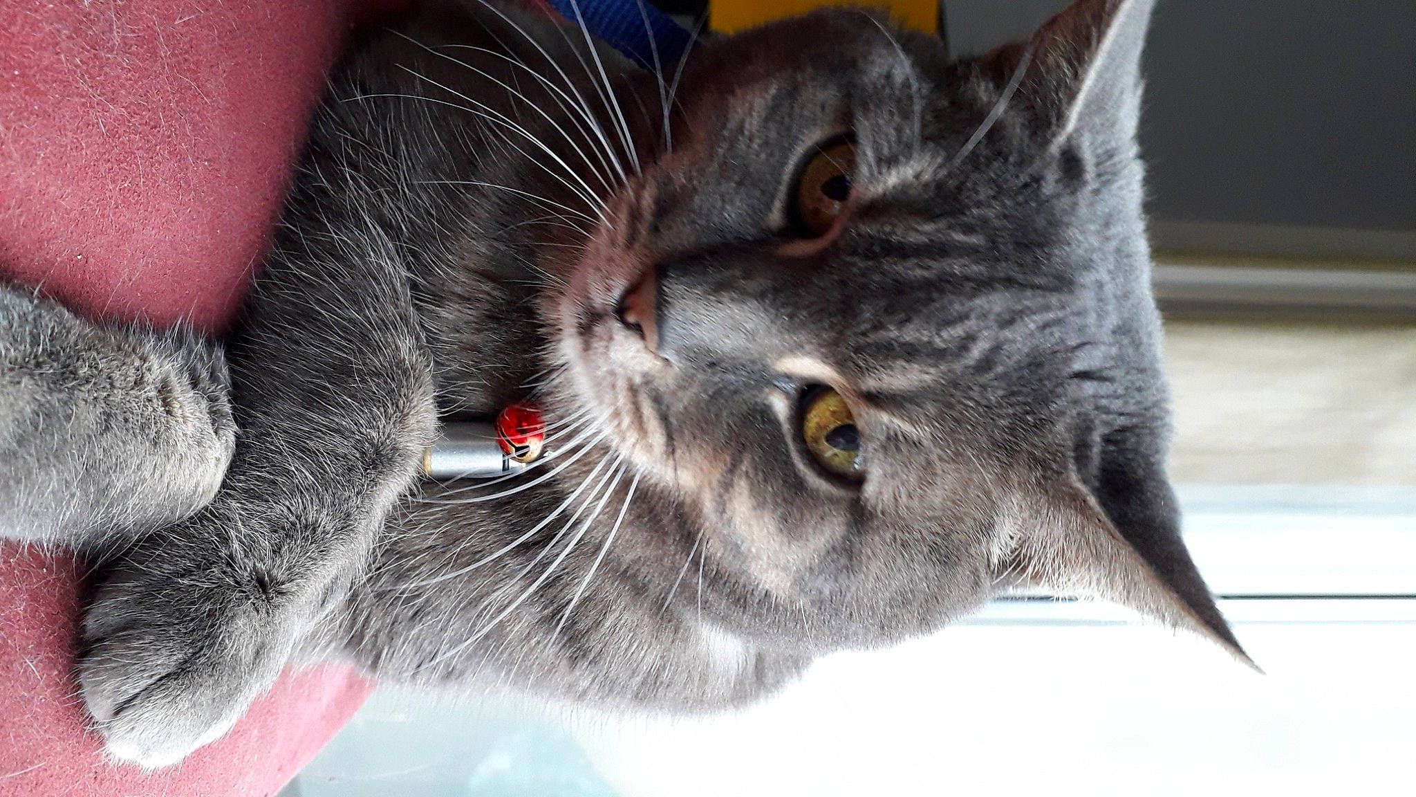 Mistigri a rejoint le concours — aidez-le/la à gagner de superbes lots ! british_shorthair, carnivore, cat, close_up, collar, curious, domestic_short_haired_cat, felidae, fur, grey, iris, korat, organism, pet_supply, small_to_medium_sized_cats, snout, terrestrial_animal, vertebrate, whiskers