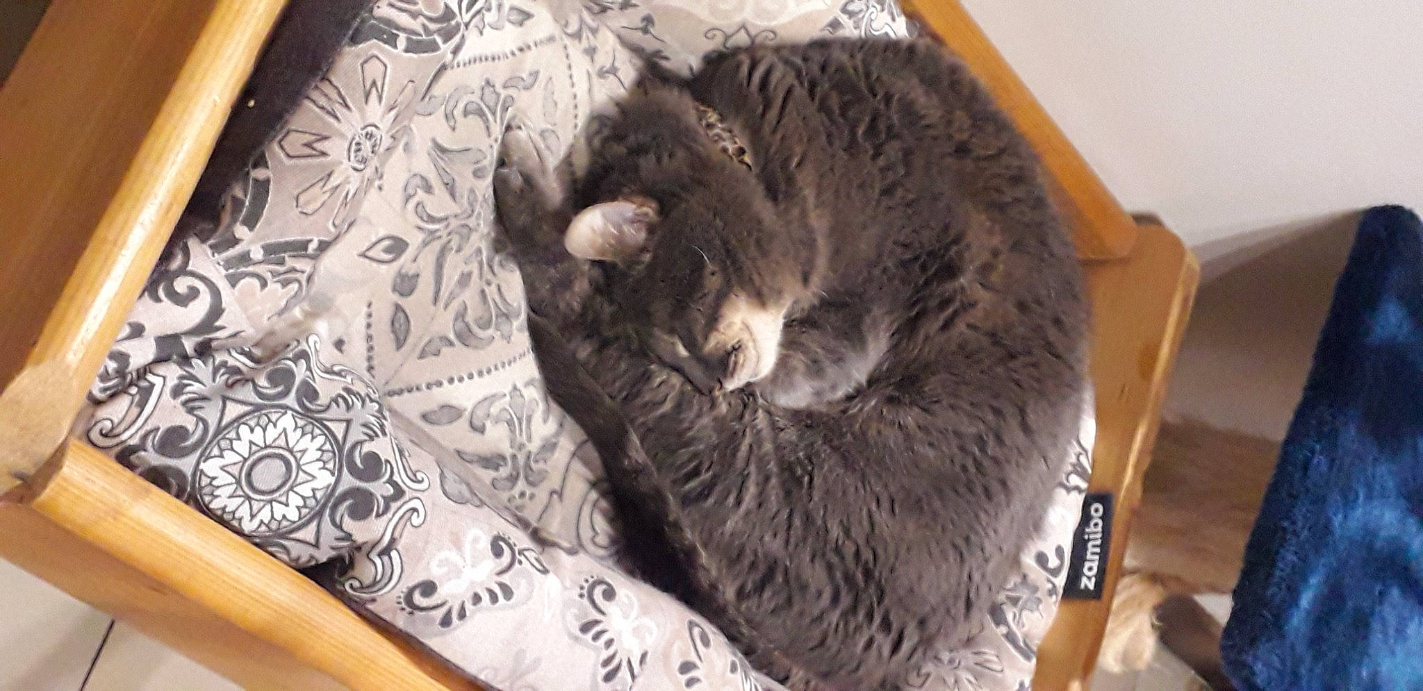 Mistigri participe au concours pour gagner de l'argent avec cette photo : carnivore, cat, comfort, felidae, fur, pet_supply, small_to_medium_sized_cats, tail, whiskers, wood_stain