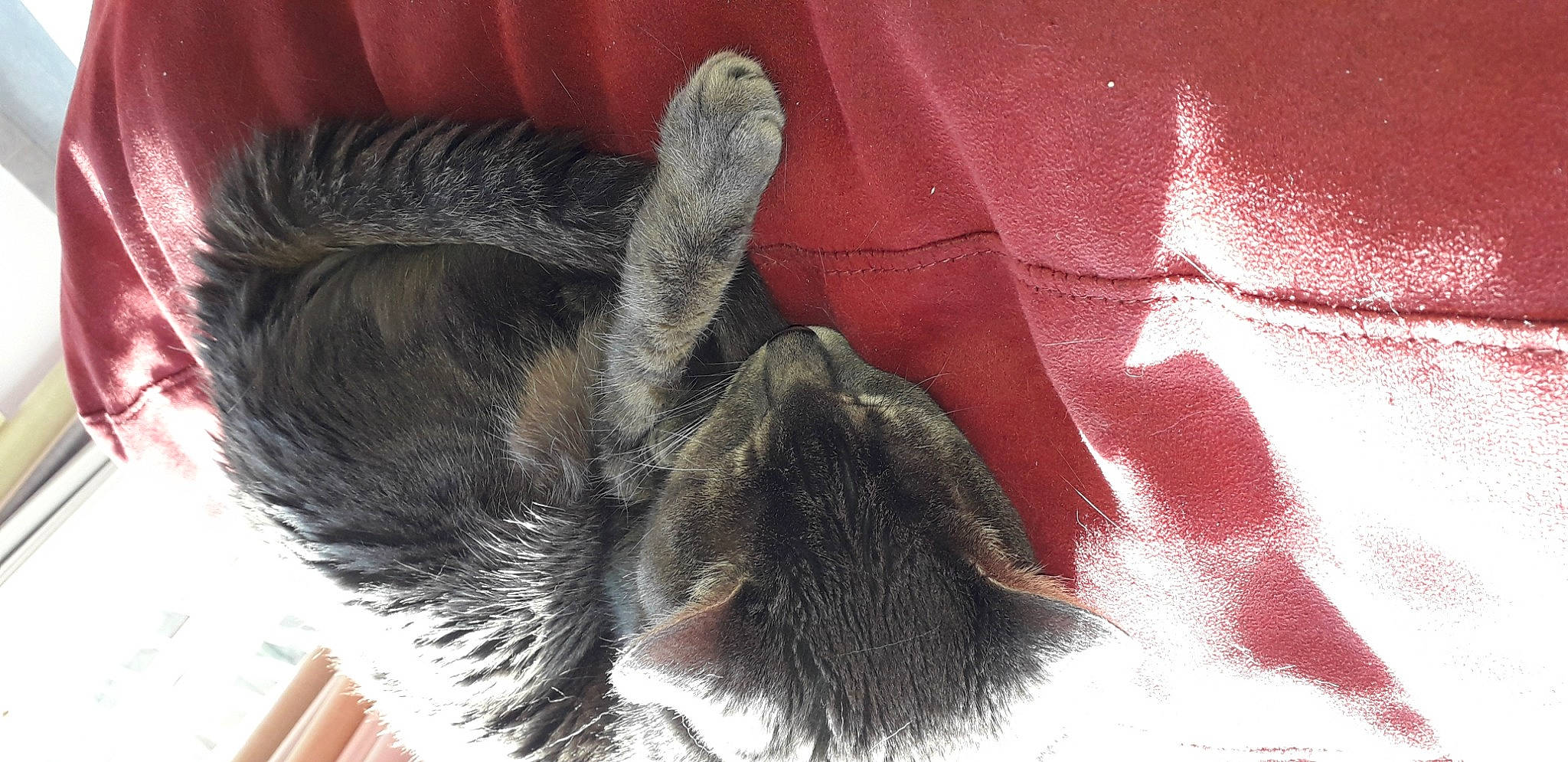 Mistigri a rejoint le concours — aidez-le/la à gagner de superbes lots ! fur, knot, natural_material, paw, snout, tail