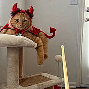 Carmelo is registered to the contest to win money with this photo: cat, orange_cat, pet, devil_costume, costume, horns, cape, bow_tie, cat_tree, indoor, home, living_room, furniture, pet_toy, toy_wand, sitting, lying_down, fluffy, whiskers, portrait