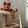 cat, orange_cat, pet, devil_costume, costume, horns, cape, bow_tie, cat_tree, indoor, home, living_room, furniture, pet_toy, toy_wand, sitting, lying_down, fluffy, whiskers, portrait