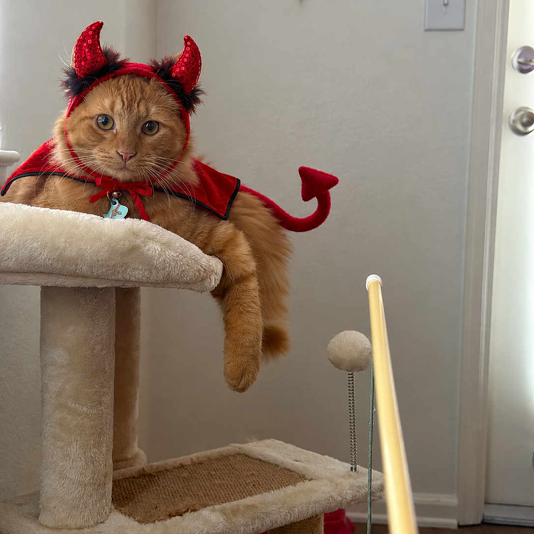 Carmelo is registered to the contest to win money with this photo: cat, orange_cat, pet, devil_costume, costume, horns, cape, bow_tie, cat_tree, indoor, home, living_room, furniture, pet_toy, toy_wand, sitting, lying_down, fluffy, whiskers, portrait