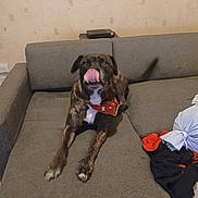 Marley a rejoint le concours — aidez-le/la à gagner de superbes lots ! dog, brindle_coat, tongue_out, sitting, couch, indoor, living_room, pet, harness, white_chest, brown_fur, black_fur, portrait, playful, funny, relaxed, home, furniture, clothing, remote_control