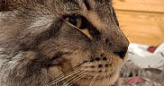 Anubis Bastet a rejoint le concours — aidez-le/la à gagner de superbes lots ! cat, tabby_cat, close_up, profile, fur, whiskers, indoor, bed, furniture, wood, relaxed, pet, animal, mammal, domestic_animal, cute, sleepy, resting, soft_light, cozy