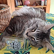 Anubis Bastet participe au concours pour gagner de l'argent avec cette photo : cat, tabby, gray_cat, tablecloth, glass, wooden_shelf, piggy_bank, toy_car, dog_figurine, indoor, relaxed, sleepy, furniture, decor, home, animal, pet, laying_down, close_up, cozy