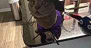 Faye joined the competition — help win amazing prizes! cat, pet, animal, wizard_costume, witch_hat, purple_clothing, costume, sitting, wide_eyed, portrait, indoors, kitchen, table, glass_table, faucet, sink, countertop, home, photography, funny