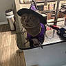 cat, pet, animal, wizard_costume, witch_hat, purple_clothing, costume, sitting, wide_eyed, portrait, indoors, kitchen, table, glass_table, faucet, sink, countertop, home, photography, funny