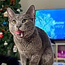 cat, gray_cat, pet, animal, sitting, meowing, tongue_out, open_mouth, yellow_eyes, whiskers, ears, fur, indoors, christmas, christmas_tree, ornaments, holiday, television, table, festive
