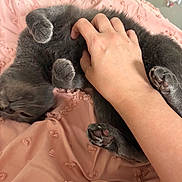 Faye joined the competition — help win amazing prizes! cat, kitten, gray_fur, fluffy, lying_down, belly_up, paws, pink_blanket, bed, indoors, pet, tummy_rub, human_hand, relaxed, sleepy, cute, whiskers, paw_pads, close_up, cozy