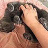 cat, kitten, gray_fur, fluffy, lying_down, belly_up, paws, pink_blanket, bed, indoors, pet, tummy_rub, human_hand, relaxed, sleepy, cute, whiskers, paw_pads, close_up, cozy