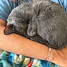 cat, sleeping, curled_up, gray_fur, pet, animal, cuddling, arms, person, cozy, blanket, blue_clothing, bracelet, indoor, relaxed, cute, furry, resting, close_up, nap