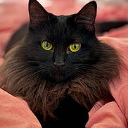 Willow is registered to the contest to win money with this photo: cat, black_cat, long_hair, fluffy, green_eyes, feline, pet, animal, portrait, close_up, staring, indoors, bed, blanket, pink, cozy, whiskers, ears, fur, photography