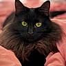 cat, black_cat, long_hair, fluffy, green_eyes, feline, pet, animal, portrait, close_up, staring, indoors, bed, blanket, pink, cozy, whiskers, ears, fur, photography