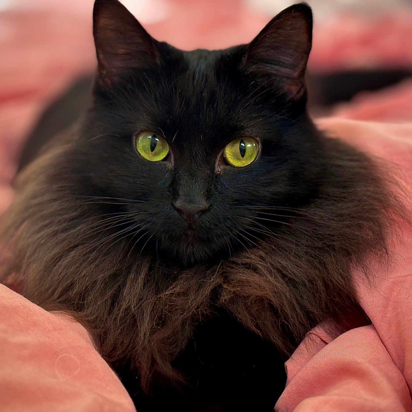 Willow is registered to the contest to win money with this photo: cat, black_cat, long_hair, fluffy, green_eyes, feline, pet, animal, portrait, close_up, staring, indoors, bed, blanket, pink, cozy, whiskers, ears, fur, photography