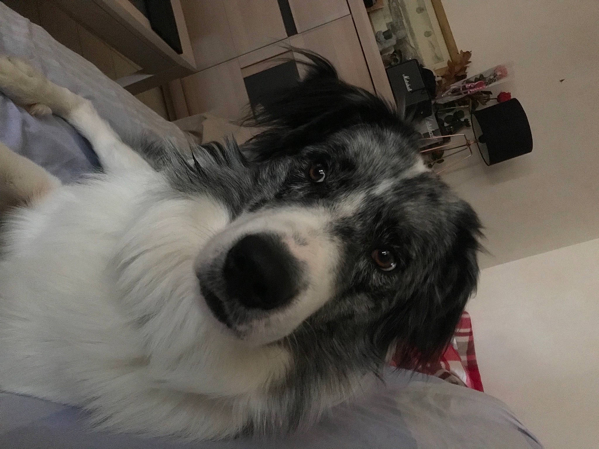 Patton a rejoint le concours — aidez-le/la à gagner de superbes lots ! border_collie, bored, canidae, carnivore, companion_dog, dog, dog_breed, ear, eye, fur, herding_dog, non_sporting_group, puppy, terrestrial_animal, toy_dog, wheel, whiskers, working_animal, working_dog