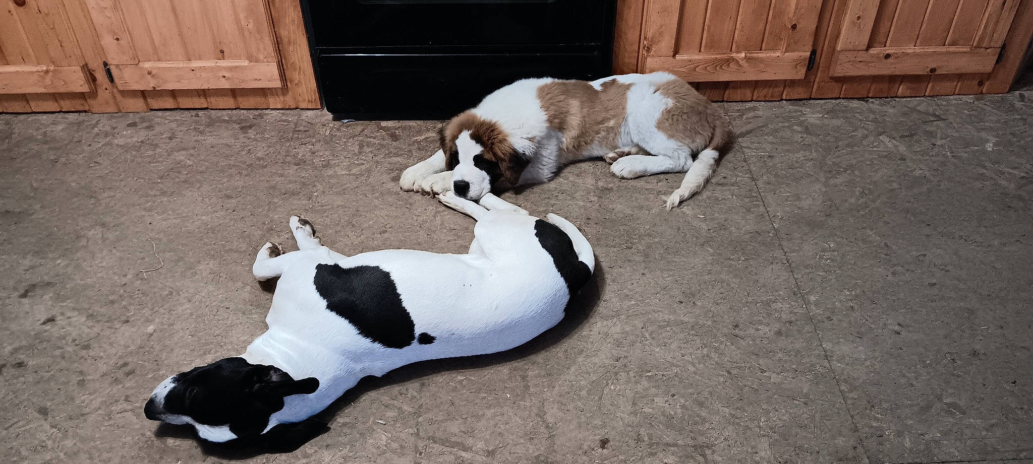 Beethoven is registered to the contest to win money with this photo: carnivore, comfort, companion_dog, dog, dog_breed, door, fawn, flooring, fur, hardwood, paw, sporting_group, tail, terrestrial_animal, wood