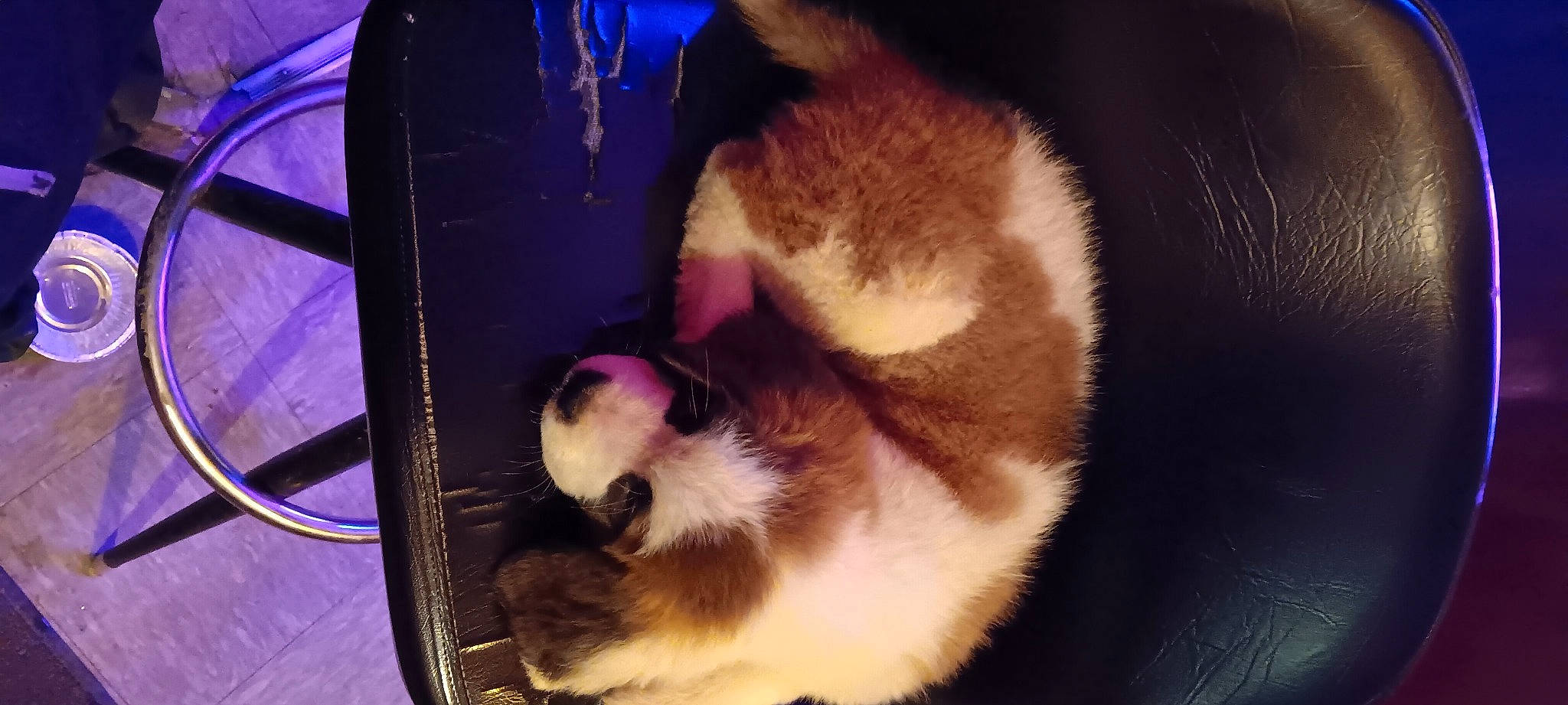 Beethoven joined the competition — help win amazing prizes! canidae, carnivore, cat, cat_supply, claw, comfort, companion_dog, dog_breed, domestic_short_haired_cat, fawn, felidae, foot, fur, paw, pet_supply, small_to_medium_sized_cats, snout, sporting_group, tail, whiskers