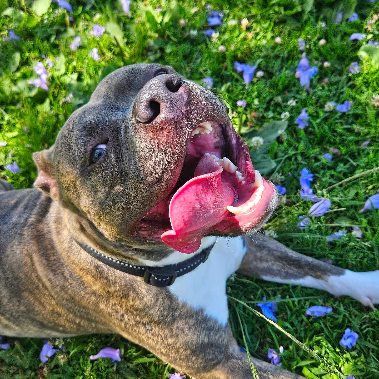 Brick is registered to the contest to win money with this photo: animal, bodypart, boxer, bulldog, canine, dog, flower, frenchbulldog, geranium, grass, herbal, herbs, mouth, pet, petal, pitbull, plant, puppy, purple, vegetation