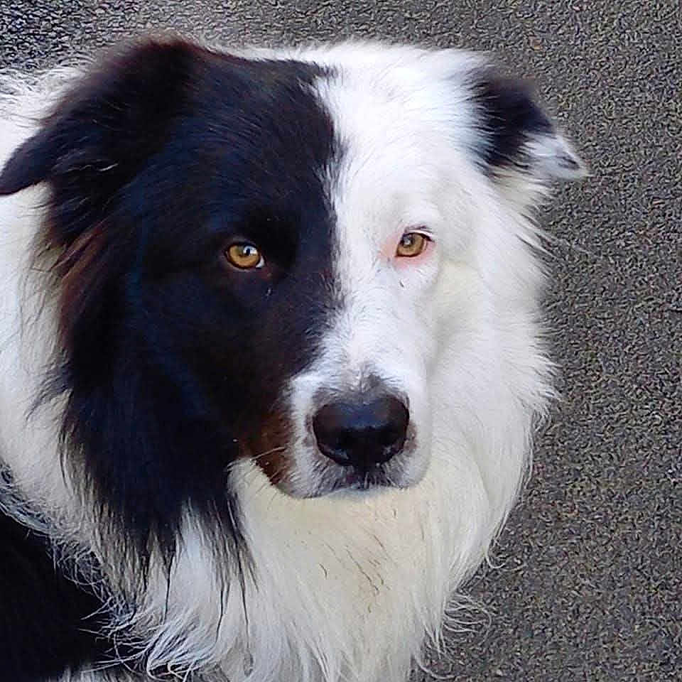 Sockett a rejoint le concours — aidez-le/la à gagner de superbes lots ! alert, animal, black_and_white, border_collie, brown_eyes, canine, close_up, dog, domestic_animal, ears, face, fluffy, fur, looking_away, mammal, outdoor, pet, portrait, texture, whiskers
