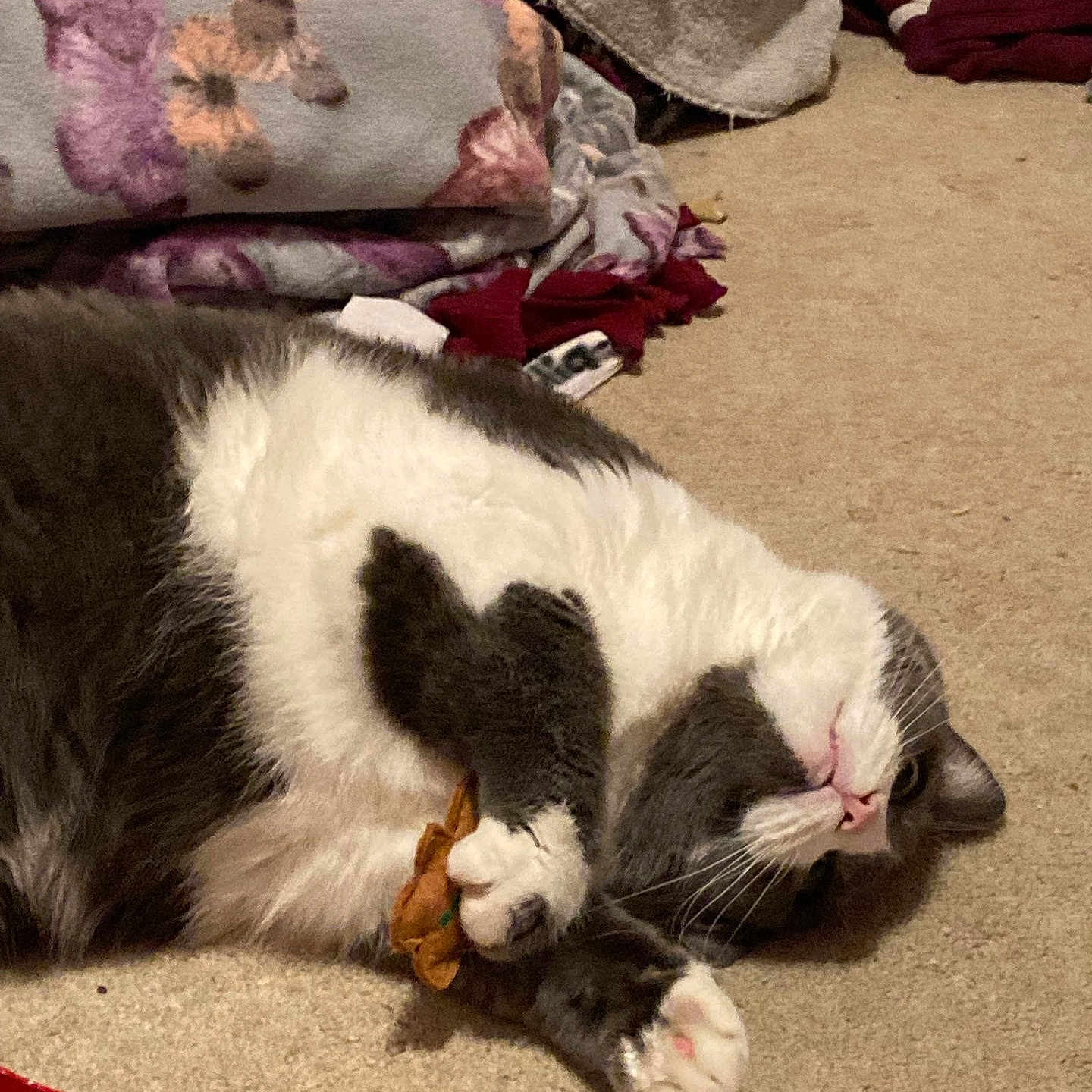 Lilly joined the competition — help win amazing prizes! animal, architecture, blanket, building, canine, cat, couch, cushion, dog, furniture, homedecor, indoors, kitten, livingroom, manx, person, pet, quilt, room, sleeping